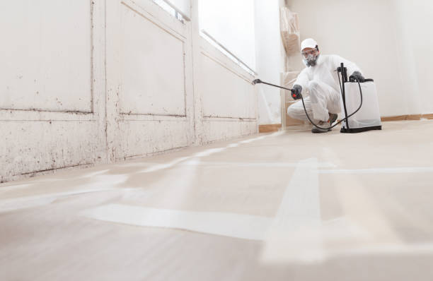 24/7 Emergency Attic Mold Removal experts in Audubon, PA