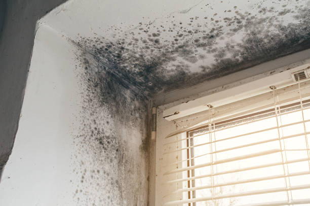 Affordable Basement Mold Removal solutions in Audubon, PA