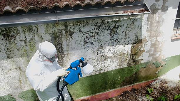 Trusted Attic Mold Removal service in Audubon, PA - Cheap Mold Removal